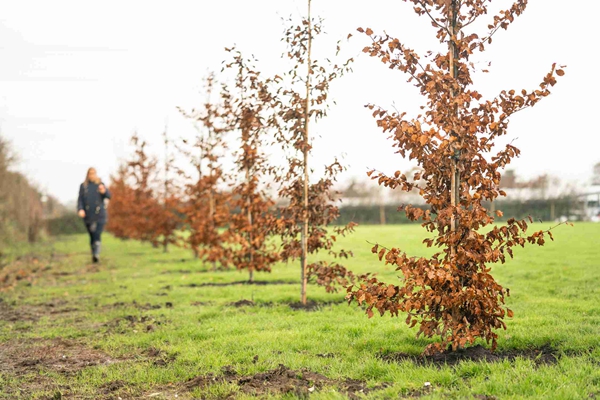宾利汽车于百年华诞之年栽植百棵树木 (6).jpg